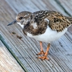 Black Turnstone